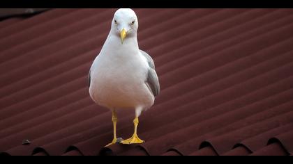 Gümüş martı » Yellow-legged Gull » Larus michahellis