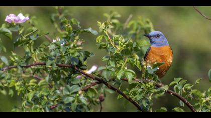 Taşkızılı » Common Rock Thrush » Monticola saxatilis