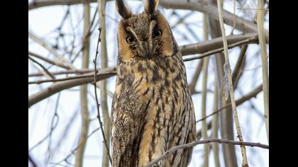 Kulaklı orman baykuşu
