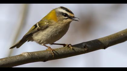 Sürmeli çalıkuşu