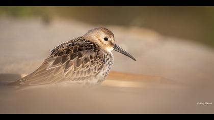 Karakarınlı kumkuşu