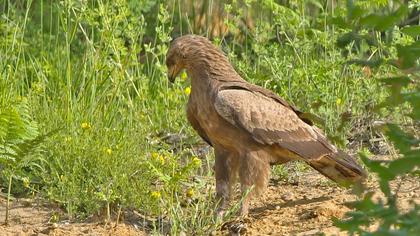 Küçük orman kartalı