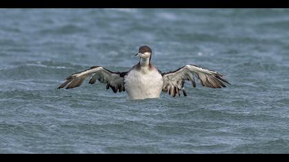 Karagerdanlı dalgıç