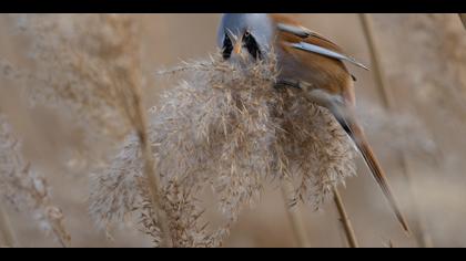 Bıyıklı baştankara