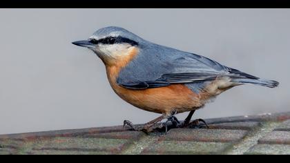 Sıvacı » Eurasian Nuthatch » Sitta europaea