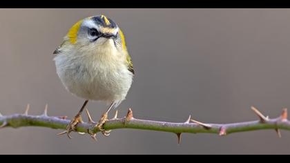 Sürmeli çalıkuşu