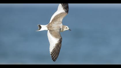 Çatalkuyruklu martı » Sabine's gull » Xema sabini