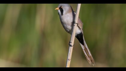 Bıyıklı baştankara