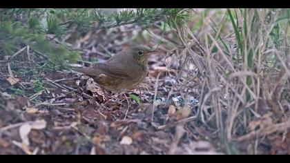 Ağaç kamışçını