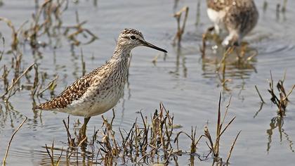 Orman düdükçünü