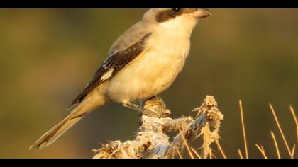 Karaalınlı örümcekkuşu