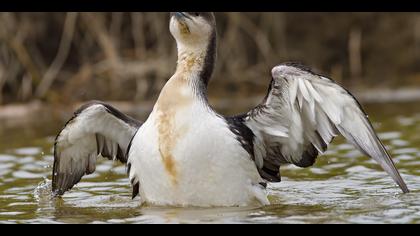 Karagerdanlı dalgıç