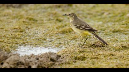 Sarı kuyruksallayan