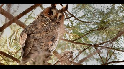 Kulaklı orman baykuşu