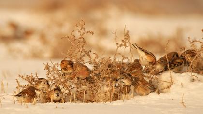 Sarıgagalı ketenkuşu