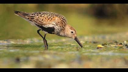 Karakarınlı kumkuşu