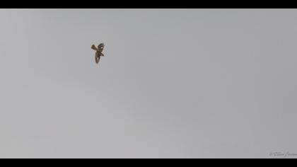 Türkistan örümcekkuşu