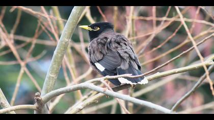 Çiğdeci » Common Myna » Acridotheres tristis
