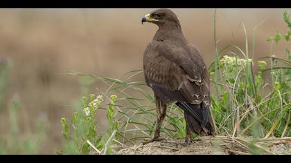 Küçük orman kartalı