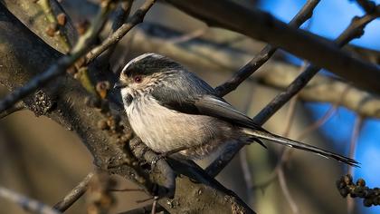 Uzunkuyruklu baştankara
