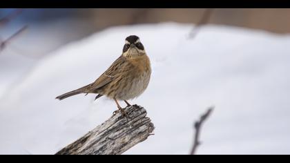 Sürmeli dağbülbülü