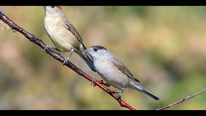 Karabaşlı ötleğen
