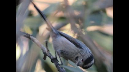 Uzunkuyruklu baştankara