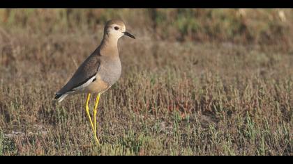 Akkuyruklu kızkuşu