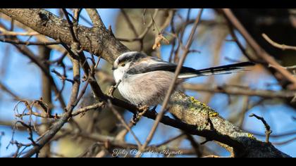 Uzunkuyruklu baştankara