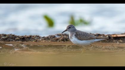 Sarıbacaklı kumkuşu