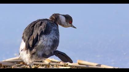 Karaboyunlu batağan