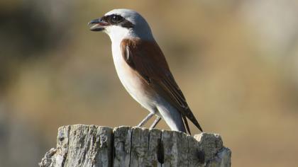 Kızılsırtlı örümcekkuşu