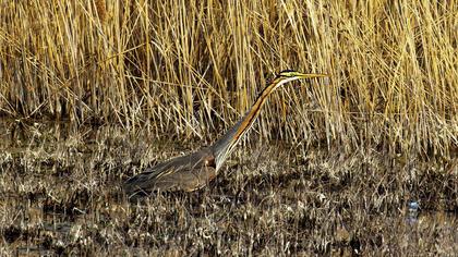 Erguvani balıkçıl