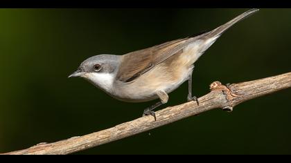 Küçük akgerdanlı ötleğen