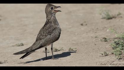 Karakanatlı bataklıkkırlangıcı