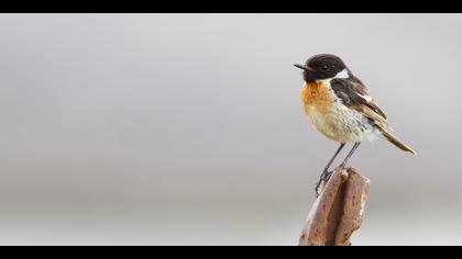 Taşkuşu » European Stonechat » Saxicola rubicola