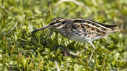 Küçük suçulluğu