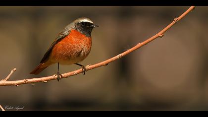 Kızılkuyruk » Common Redstart » Phoenicurus phoenicurus
