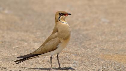 Bataklıkkırlangıcı