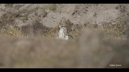 Şahin » Common Buzzard » Buteo buteo