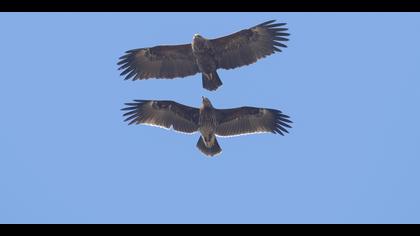 Büyük orman kartalı