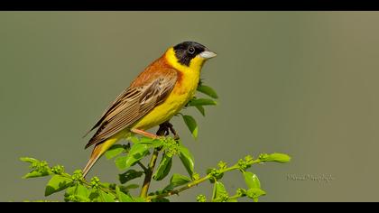 Karabaşlı kirazkuşu