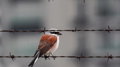 Kızılsırtlı örümcekkuşu