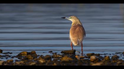 Alaca balıkçıl » Squacco Heron » Ardeola ralloides