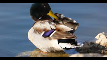 Yeşilbaş » Mallard » Anas platyrhynchos