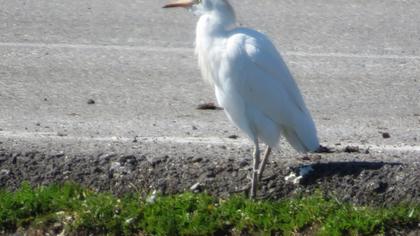 Sığır balıkçılı
