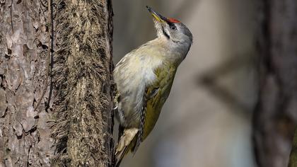 Küçük yeşil ağaçkakan