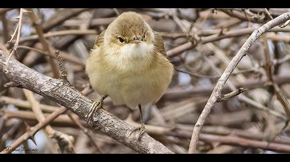 Çalı kamışçını