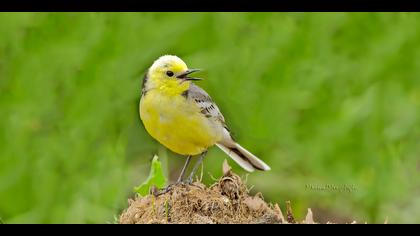 Sarıbaşlı kuyruksallayan