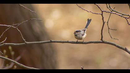 Uzunkuyruklu baştankara
